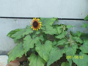 �����·������۾���Ƶ��������ȫ����ĸ��ش����ô̼���ָ����2.87% �ĸ������...